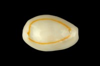 藏品(金環寶螺)的圖片